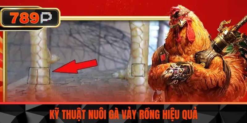 Kỹ Thuật Nuôi Gà Vảy Rồng Hiệu Quả