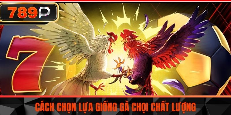 Cách chọn lựa giống gà chọi chất lượng
